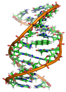 433px-Benzopyrene_DNA_adduct_1JDG.png